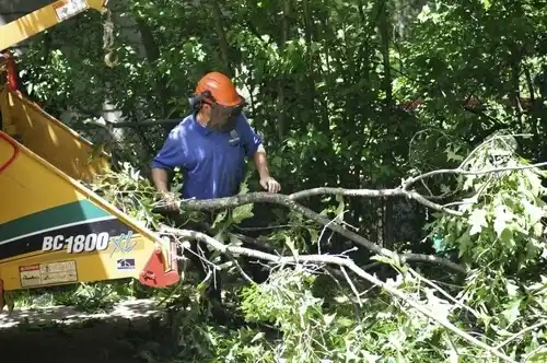 tree services River Edge